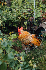 Small purebred rooster on the grass - guards the chickens