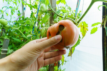 Rot on the red tomato. Disease of tomatoes. Damaged fruit in the farmer hand.