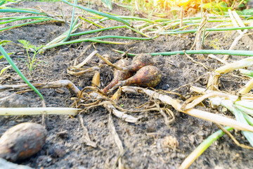 Onion plants growing on field, close up. Bio organic gardening concept.