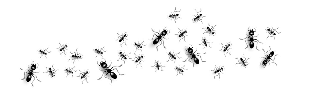 Group Of Black Ants