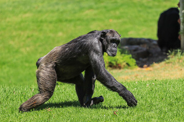Chimpanzee walking in a field. Side view