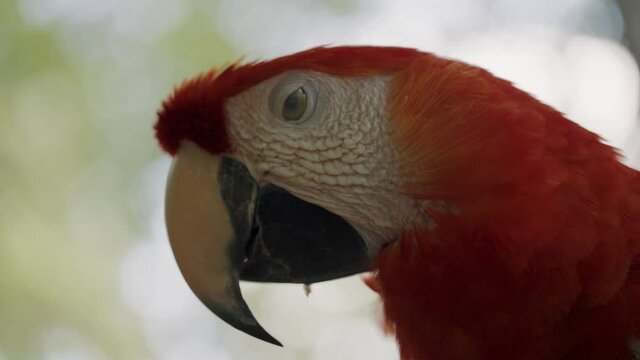 Close up shot of wild red ara Macaw Parrot relaxing in front of green jungle background