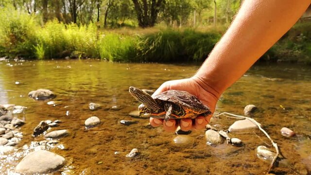 Exotic veterinarian releases turtle back into nature after treatment.
Freshwater turtle diving into the water.
Also called Caspian turtle or Striped neck terrapin.
Wildlife vet, veterinary medicine