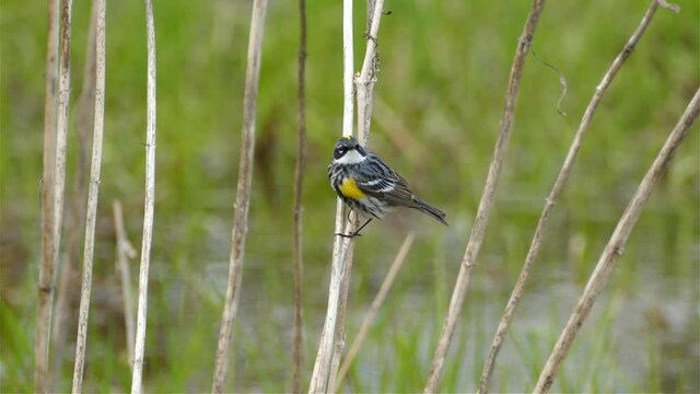Natural landscape of a little migratory Yellow Rumped Warbler, Setophaga Coronata perching on a wooden stick searching for preys and launch off in a swamp environment in Canada.