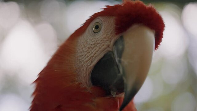 Macro shot showing face of orange macaw parrot with huge beak in focus staring at camera