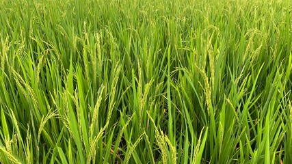 Rice field nature background agriculture  green , Jasmine rice plant 