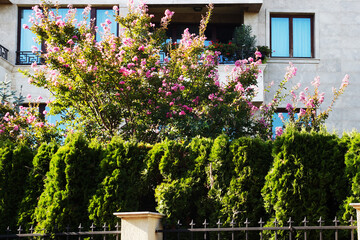 Fototapeta na wymiar flowering trees in the garden of a residential building
