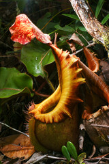 Pitcher of the carnivorous pitcher plant Nepenthes veitchii, lateral view, Sarawak, Borneo, Malaysia