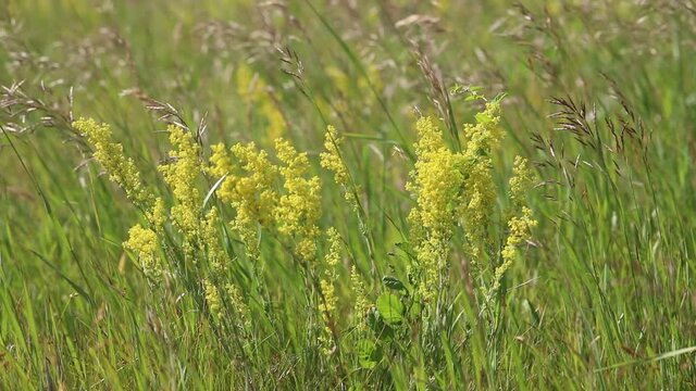 Galium verum. Yellow bedstraw in summer on a meadow in Western Siberia