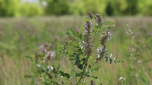 Glycyrrhiza uralensis. Ural licorice on a meadow in the Altai Territory in the south of Siberia