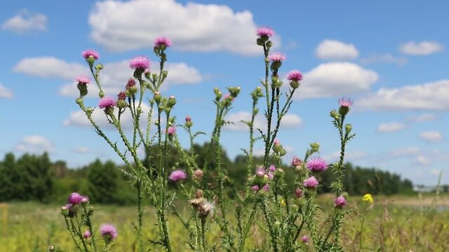 Carduus acanthoides. Flowering of prickly thistle in a meadow in Siberia