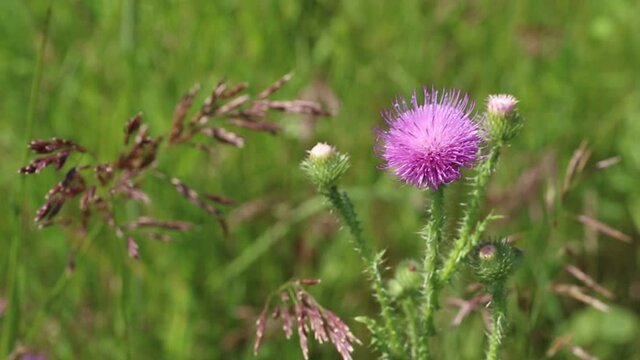 Flowering of prickly thistle in a meadow in Siberia