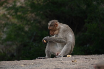 Monkey eating Biscut 