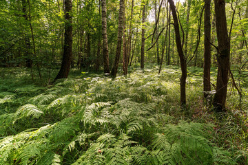 A clearing in the forest with ferns, illuminated by sunlight. 