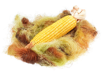Maize cob on a bunch of dried corn silk on isolated white background.Dry dried herbs fibers and silk as background.