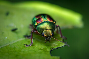 Golden bug on a leaf