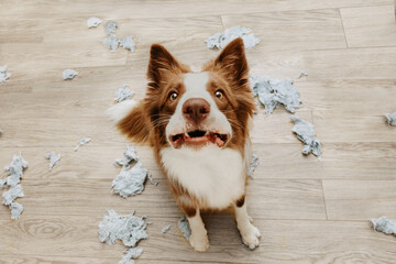 Border collie dog destroying a pillow on living romm with guilty expression. separation anxiety disorder concept - obrazy, fototapety, plakaty