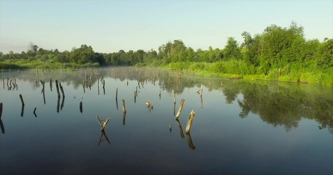 Swampy lake with died trees, dry forest. Mystic swamp place with fog from adove water at summer sunny sunrise