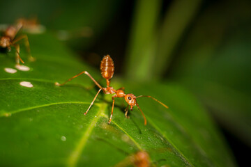 ant on leaf