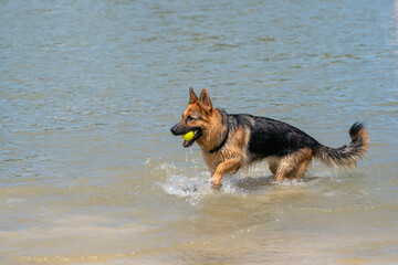 Young happy German Shepherd, playing in the water. The dog splashes runs and jumps happily in the lake, Yellow tennis ball in its mouth