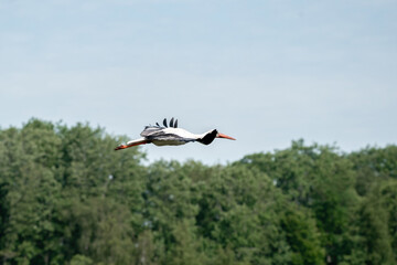 White stork flying above the treetops. With wide spread wings, against a blue sky