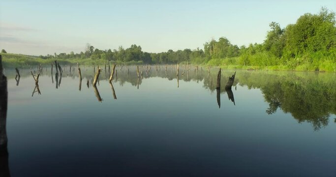 Swampy lake with died trees, dry forest. Mystic swamp place with fog from adove water at summer sunny sunrise