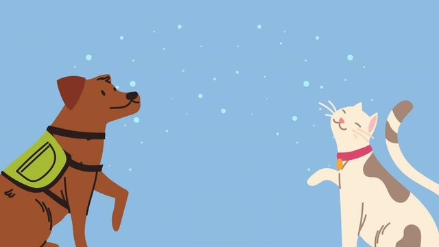 dog and cat mascots animation