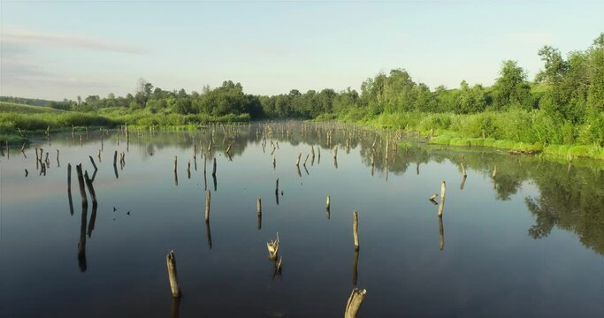 Swampy lake with died trees, dry forest. Mystic swamp place with fog from adove water at summer sunny sunrise