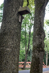 broken handmade wooden bird home on big tree trunk. house is broken and looking down to ground. Green tree branches on background