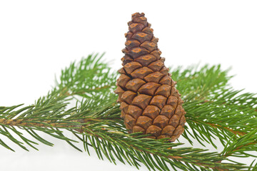 Green branch of a Christmas tree with cones isolated on a white background.