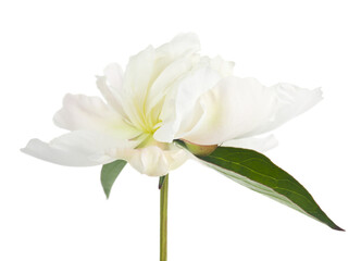 Naklejka na ściany i meble White peony flower isolated on white background.