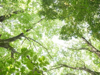 木漏れ日　と新緑