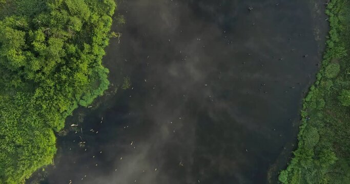 Swampy lake with died trees, dry forest. Mystic swamp place with fog from adove water at summer sunny sunrise