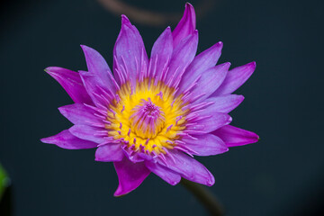 Beautiful lotus flower or waterlily.