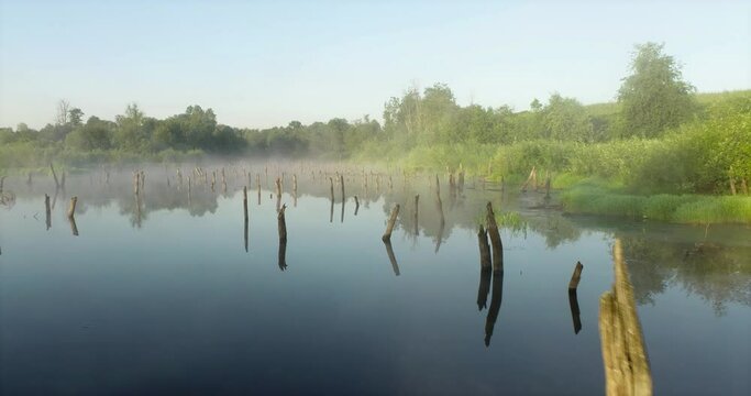 Swampy lake with died trees, dry forest. Mystic swamp place with fog from adove water at summer sunny sunrise