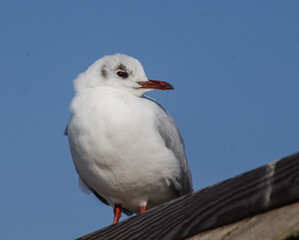 black headed gull
