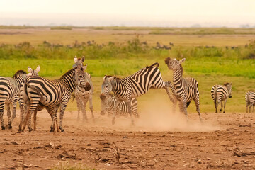 Fototapeta na wymiar zèbre de Burchell Equus burchelli dans la poussière Afrique Kenya
