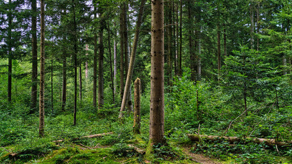 Fototapeta premium Zauberwald 