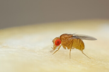 Fruit fly or vinegar fly (Drosophila melanogaster) on the surface of a banana.