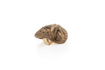 Dried shiitake mushroom on white background.