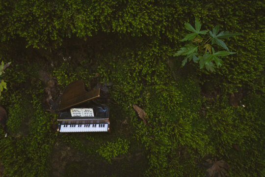 苔の森とピアノ