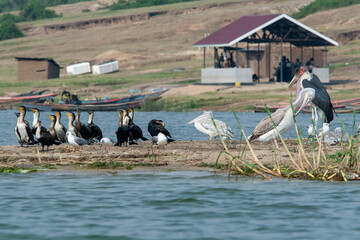 wild birds at shore Kazinga channel uganda - obrazy, fototapety, plakaty