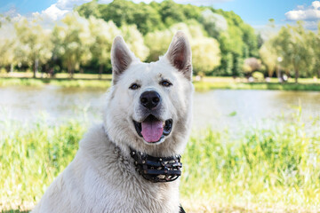 Swiss Shepherd Dog, on the background of the lake. Guardian dog. Anatolian Shepherd Dog Sivas Kangal. Great good friend. Close-up.
