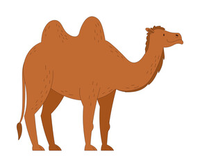 Camel as Desert Animal with Humps on Its Back Vector Illustration