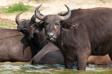 african buffalo Waterside In Uganda