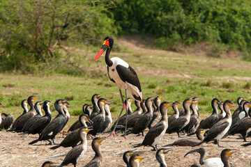 saddle billed stork Kazinga Channel Uganda - saddle billed stork and white breasted cormorants © Milano Photo Events