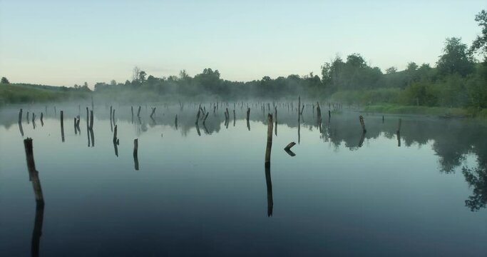 Swampy lake with died trees, dry forest. Mystic swamp place with fog from adove water at summer sunny sunrise