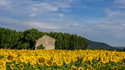 Traditional hut in a sunflower field in Provence