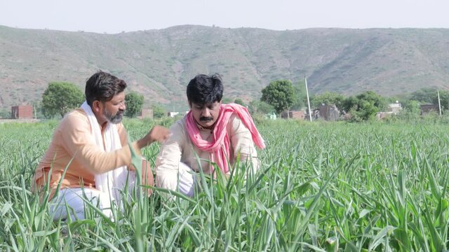 indian farmers holding green organic fresh wheat crop in hand. cheerful man worker at agriculture field. rural india concept.