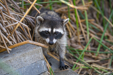 Raccoon sits in the grass in the evening. Wildlife photography.	